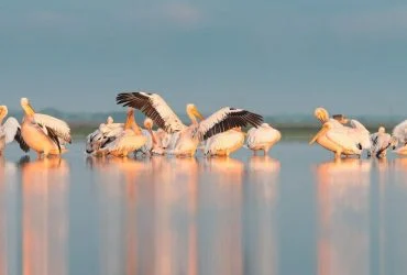 На Каховське водосховище повернулись рожеві пелікани: еколог пояснив причину