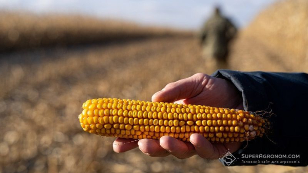 Запаси кукурудзи в світі впали до 30-річного мінімуму