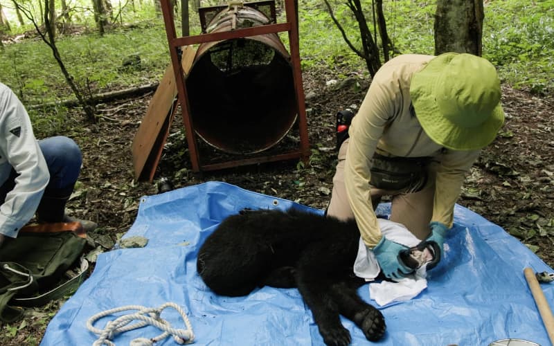 This frame grab from an AFP TV video shows a small female black bear tranquillized on the ground as wild bear experts Akiko Takii (R) and Shinshu University professor Shigeyuki Izumiyama collect blood and fur samples for academic research in Ina, Nagano Prefecture, on July 14, 2026, before the researchers weigh and measure the bear, believed to be about 18 months old, before releasing it back into the wild. The process of trapping, tagging and releasing the animals is part of a pioneering management plan launched in 1995, as authorities realised the bear population was shrinking in the mountainous region in the centre of Japan's Honshu island. And it is becoming part of a model of coexistence in the region that some experts believe is an alternative to the dominant practice of culling the animals in an effort to prevent attacks.