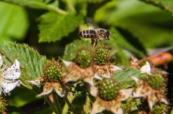Во Франции рой пчел напал на прохожих: пострадали 24 человека пчела